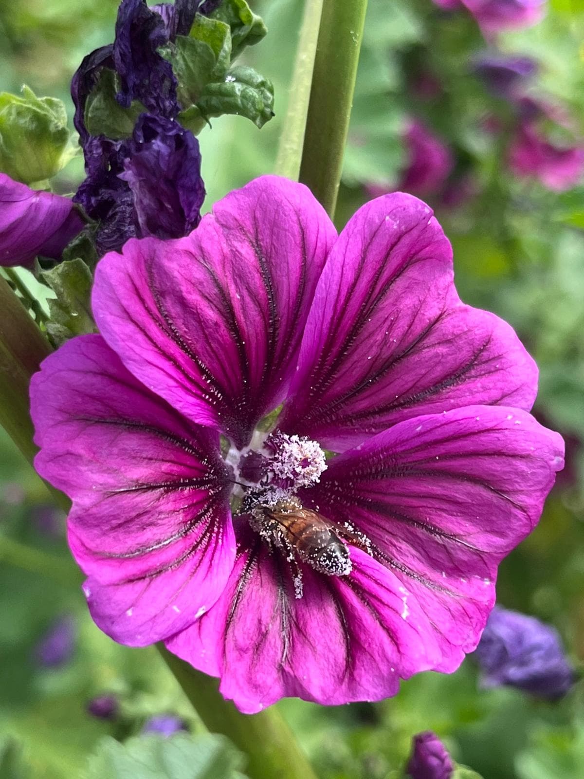 Ape carica di polline su un fiore di malva nelle campagne di Vittorio Veneto