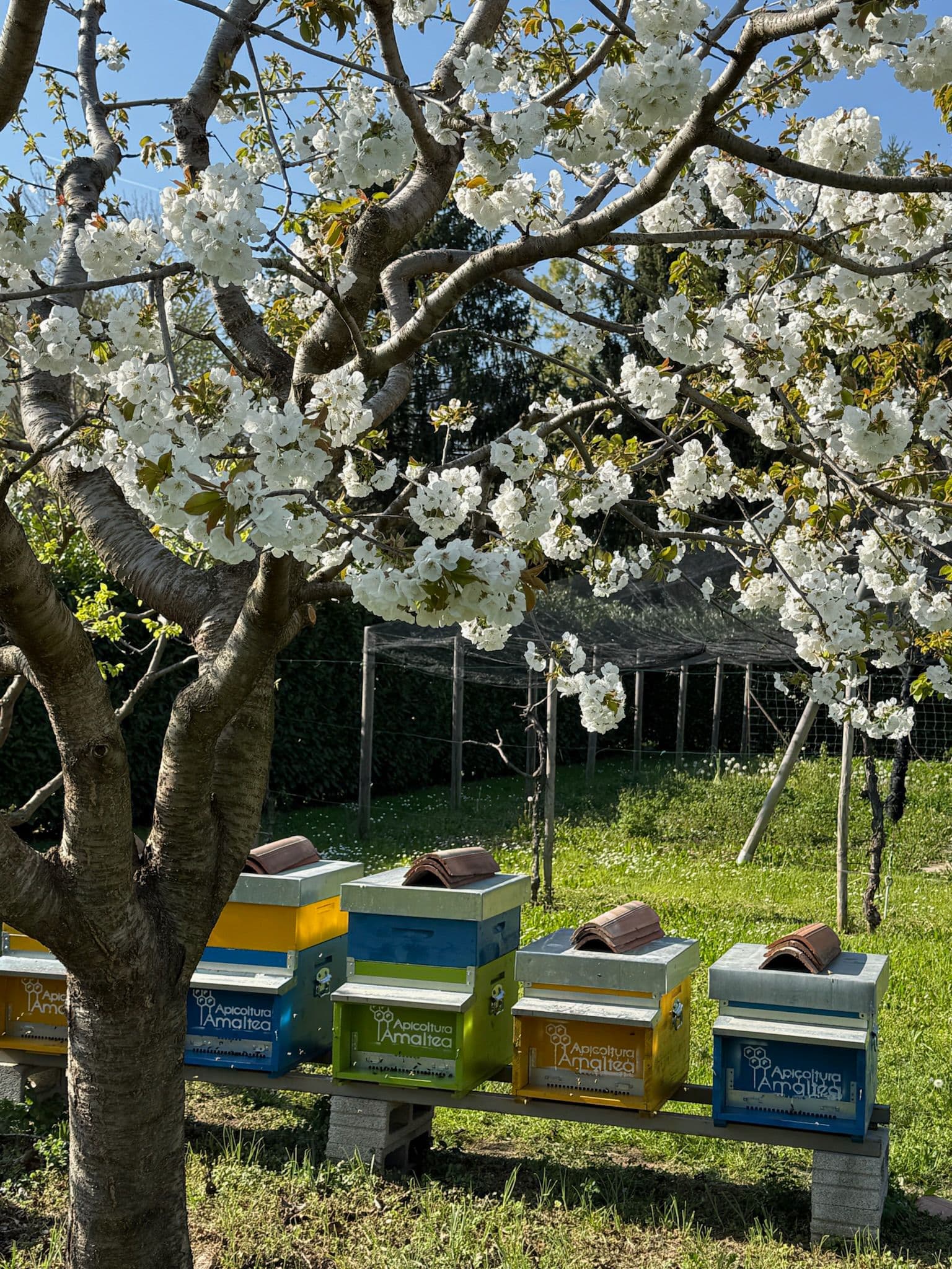 Apiario Amaltea sotto un ciliegio in fiore, primavera